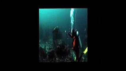 y2meta.com - كلب البحر يداعب غواص shorts