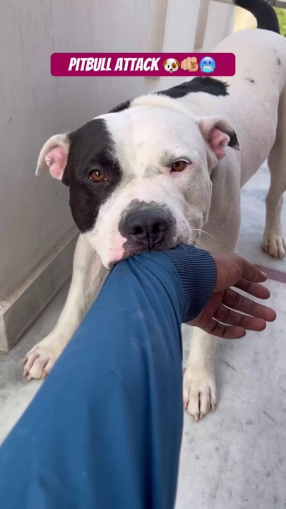 Pitbull attacked on his owner #viral __Rocky ne attack Kardiya..Pyar wala #dog #attack (1080p60)