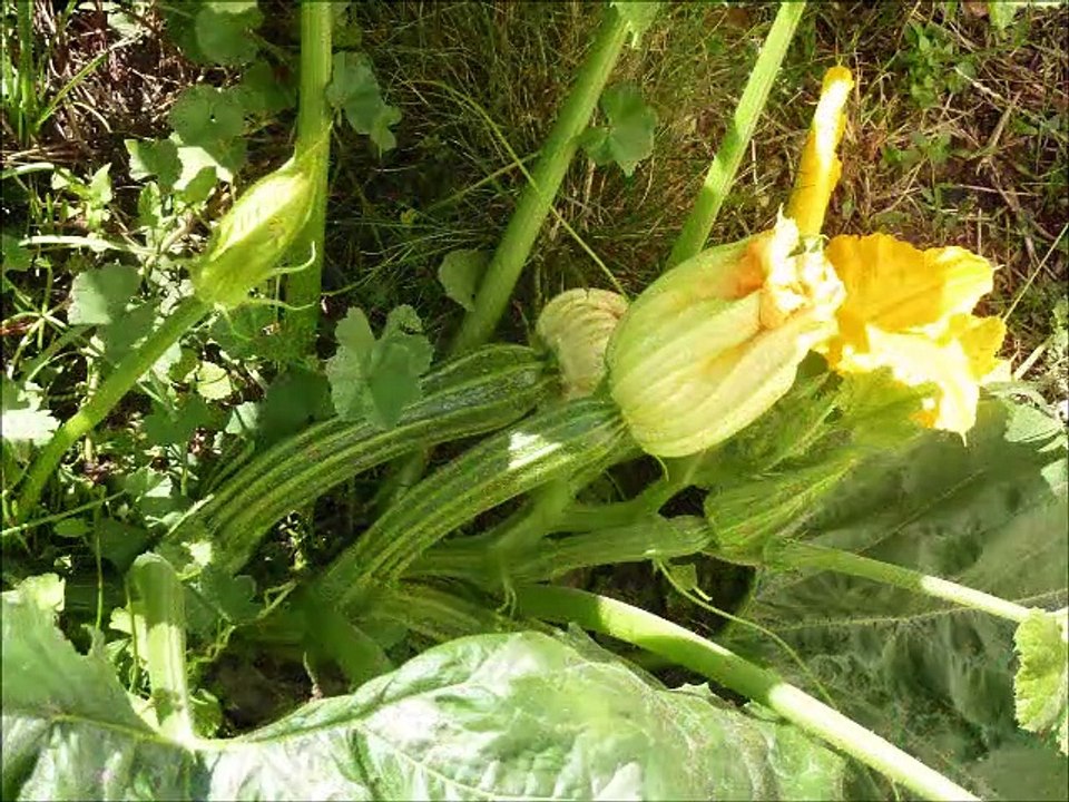 Légumes des jardins
