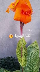 زراعة نبات الكنا الهندية ورعايتة