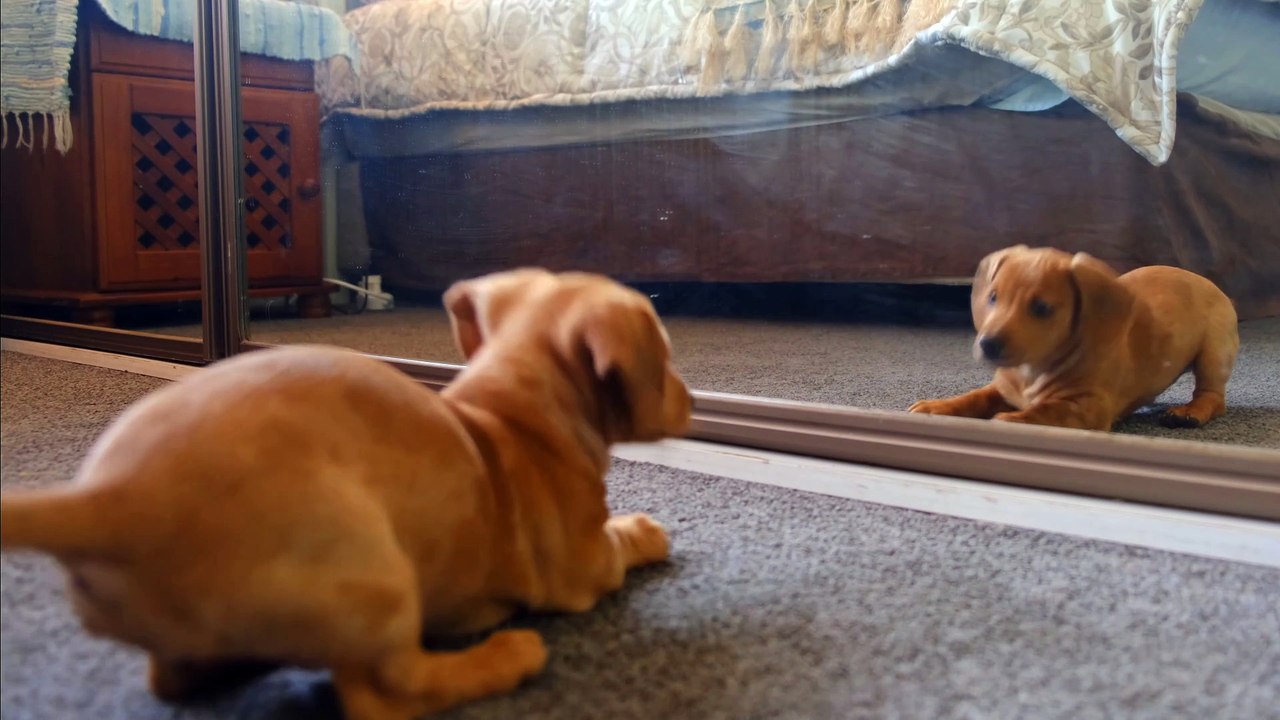 This is funny dog video