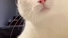 Funny Cats Compilation - funny cats - a funny cat videos compilation  2023 || new hd