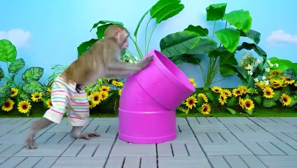 KiKi Monkey teach baby good behavior at School _ KUDO ANIMAL KIKI