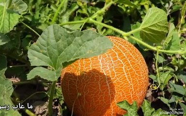 سنن مهجورة (عدم عيب الطعام)