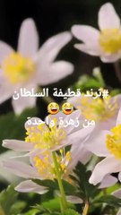 اعرف اكتر عن نبات القطيفة او المارى جولد #قناة_جنتى #تصميم_الحدائق #حديقة_المنزل