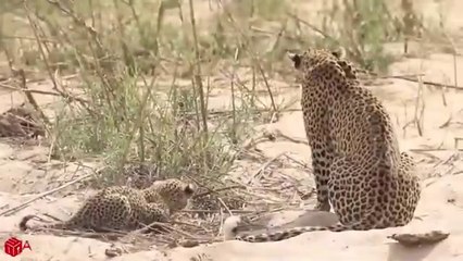 Crocodiles Wait For Leopard Across The River _ Harsh Life