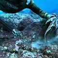 Spearfishing Giant Fish and Octopus
