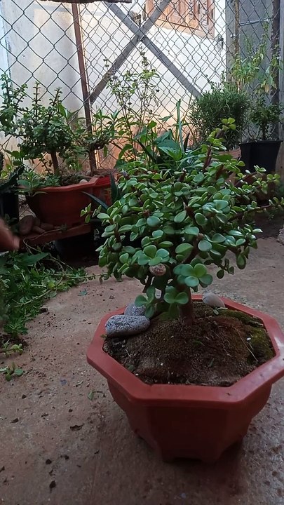 Jade plant bonsai