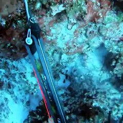 Catching a Giant Hawaiian Lobster and Spearfishing