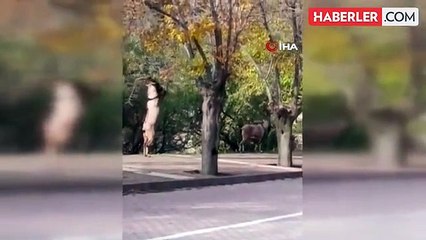 Nesli tükenme tehlikesinde: Şehre kadar indirler