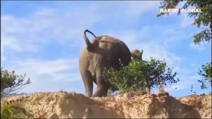 Fili terlikle korkutmaya çalışan adam hayatıyla oynadığının farkında değil!