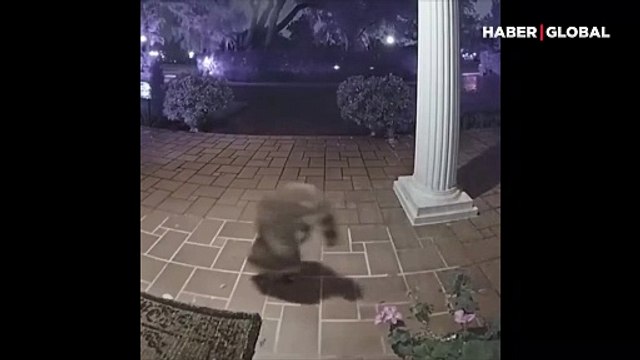 Daha önce böyle bir şey görmedim ... Kameranın önünden geçen tuhaf hayvanın yürüyüşü viral oldu!