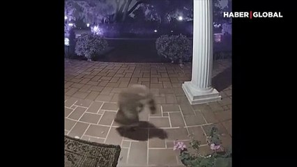 "Daha önce böyle bir şey görmedim"... Kameranın önünden geçen tuhaf hayvanın yürüyüşü viral oldu!