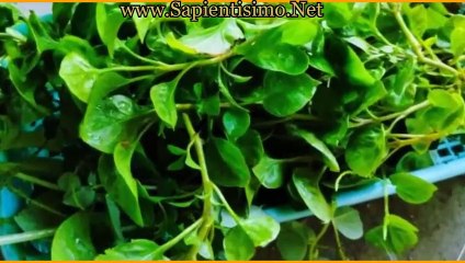 14 Beneficios para la Salud del Berro