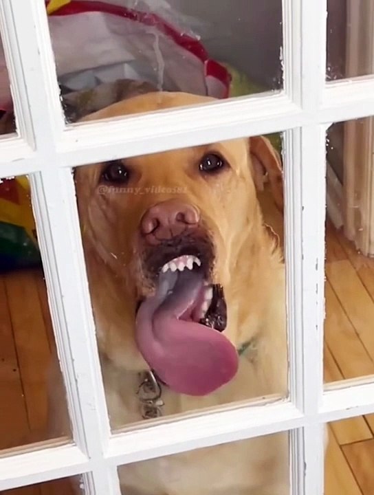 Try not to laugh
