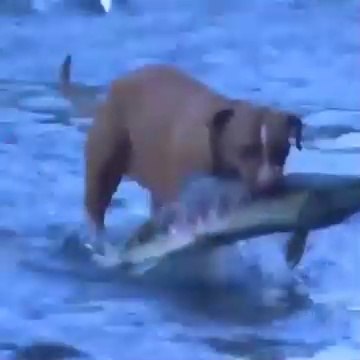 @ تأثير تناول الكلاب للسمك من البحار: دراسة حول تأثير هذه الظاهرة على البيئة البحرية والعلاقة بين سلوك الكلاب وتوازن النظام البيئي.