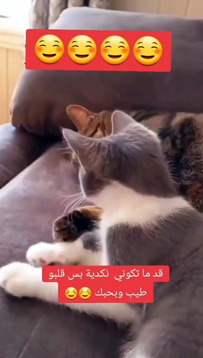 null(MP4)اغاني