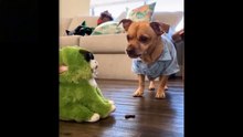 Funny Animals Video 2023❤️