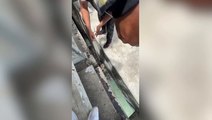 Stray dog pulled to safety after falling through gap on pier in Thailand