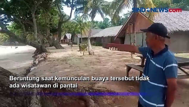Warga Resah Kemunculan Buaya di Pantai Carita