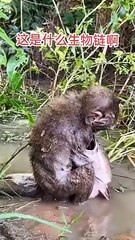 Poor  monkey and fish