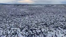 Japon : des vagues de poissons morts sur la plage
