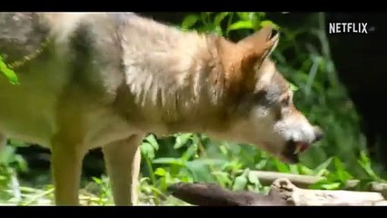 Ranveer vs. Wild avec Bear Grylls Bande-annonce (EN)