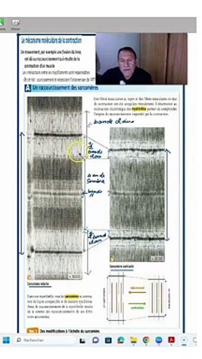 la contraction du sarcomere