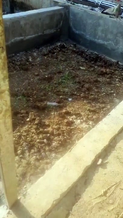 Kolam TANAH semi BETON untuk segmen pembesaran ❗Kolam rapih, kokoh, pakan alternatif EMON REBUS masuk