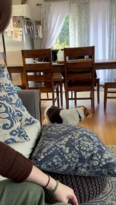 Stolen Muffins Stashed Around House