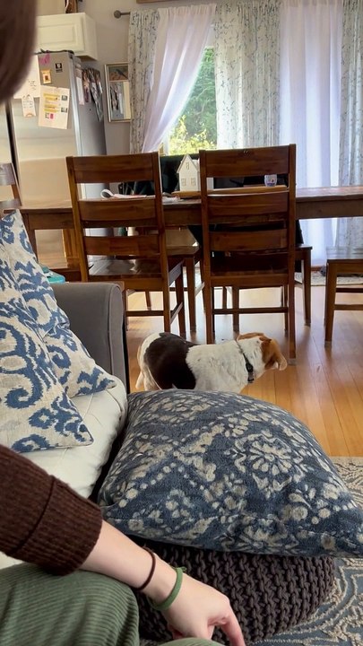 Stolen Muffins Stashed Around House