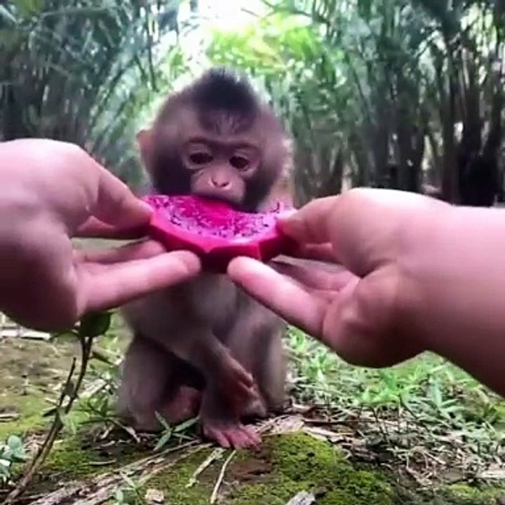 -baby monkey trying dragon fruit