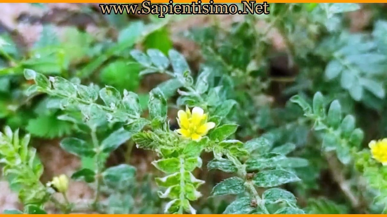 Tribulus terrestris, 15 Benefits for male