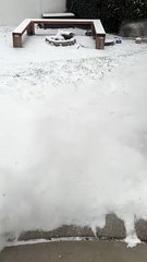 Heeler Bites At Blowing Snow