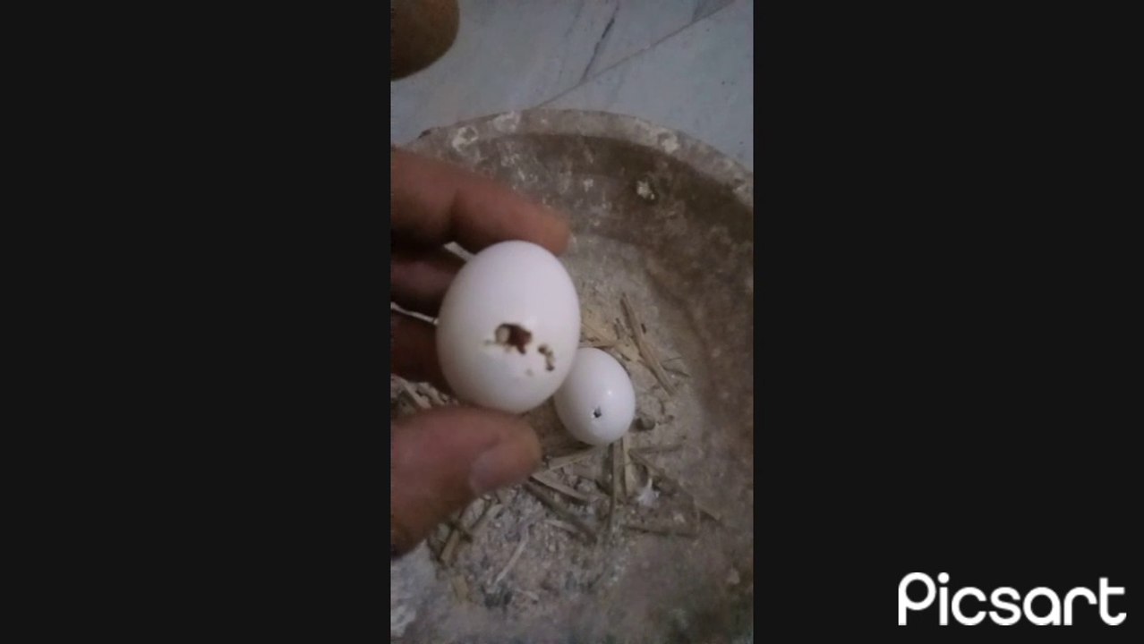 لو لسه مش عارف البيض بيفقس بعد كام يوم ؟ اتفرج على الفيديو