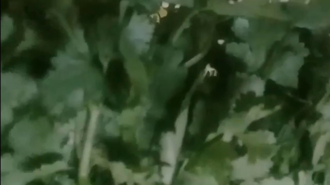 ازاى تفرقى الكزبرة عن البقدونس وبين الشبت والشمر للمبتدئين/ ازاى تعرفى الفرق بينهم باسهل طريقة