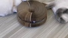 Get Your Daily Dose of Laughter with Very Funny Cat Videos !