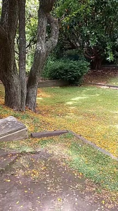 Des lacertiliens à la réserve naturelle de Buenos Aires