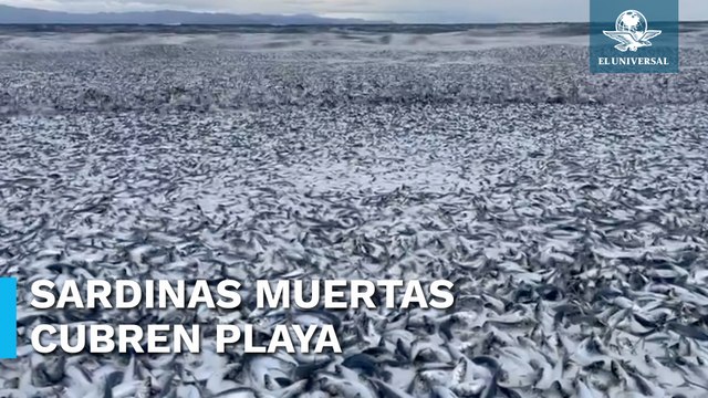 Miles de sardinas aparecen muertas en playa de Japón