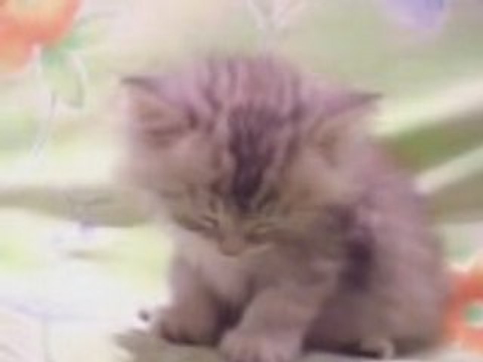 chat qui dort