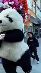 cake stealing Bear #panda #cake