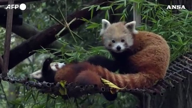 Portogallo, allo zoo di Lisbona il nuovo cucciolo di panda rosso muove i primi passi