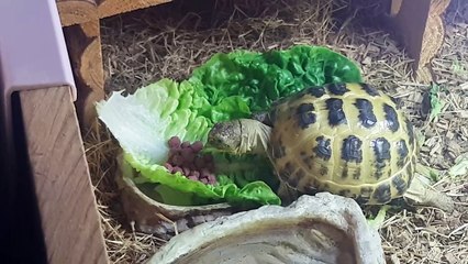 Turns out dandelions really are his favourite