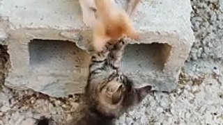 Two cat's funny video
