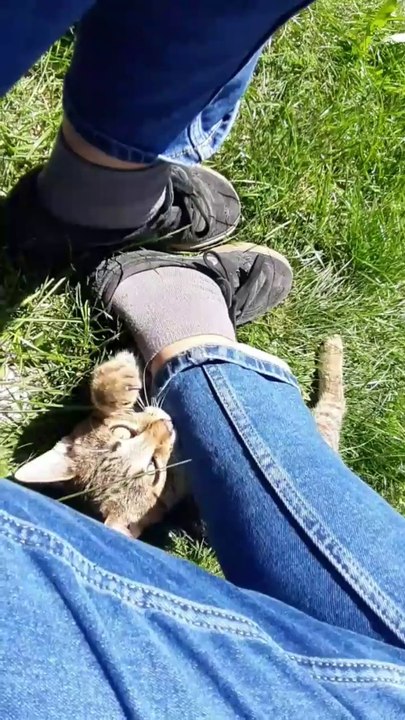 Tiger ist ein kleiner Grobian