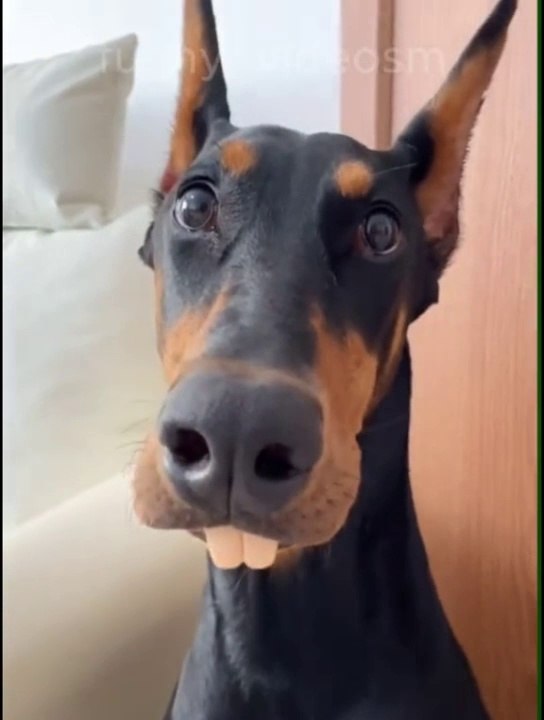 Funny Videos,cats and dogs