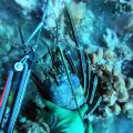 Spearfishing Lobster in Hawaiian Paradise!