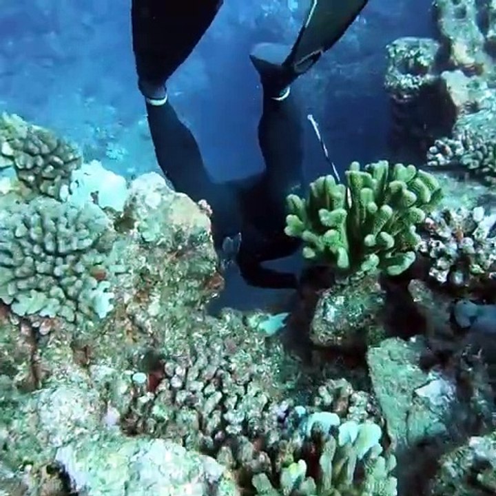 How to Spearfish Giant Fish