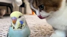Cay parot