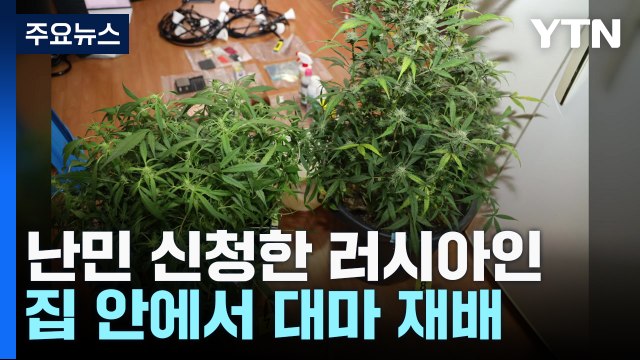 자택 베란다에서 대마 재배...만취 운전하다 '도주극' / YTN